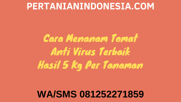 15 Cara Menanam Tomat Anti Virus Terbaik Hasil 5 Kg Per Tanaman